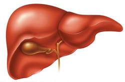 Human liver.